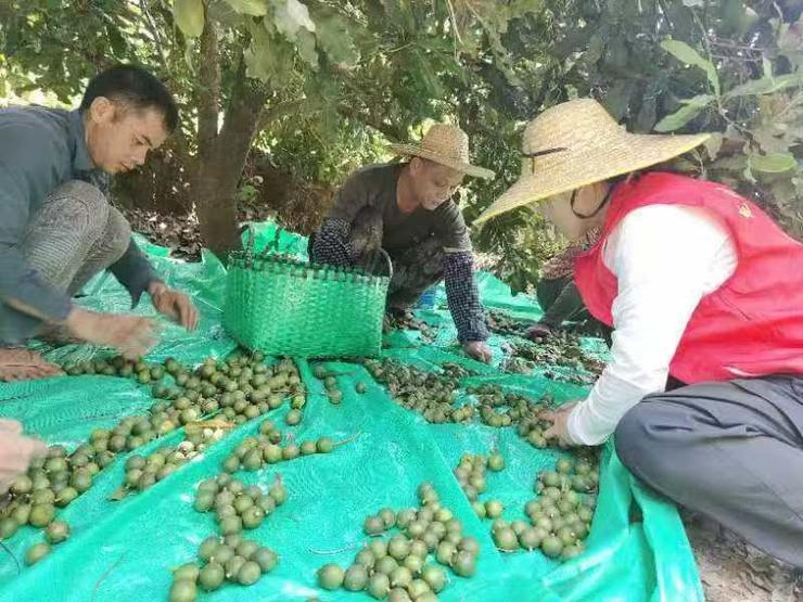 国产夏威夷果采收季开启：国产化让价格从百元降至十几元