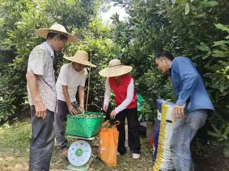 国产夏威夷果采收季开启：国产化让价格从百元降至十几元